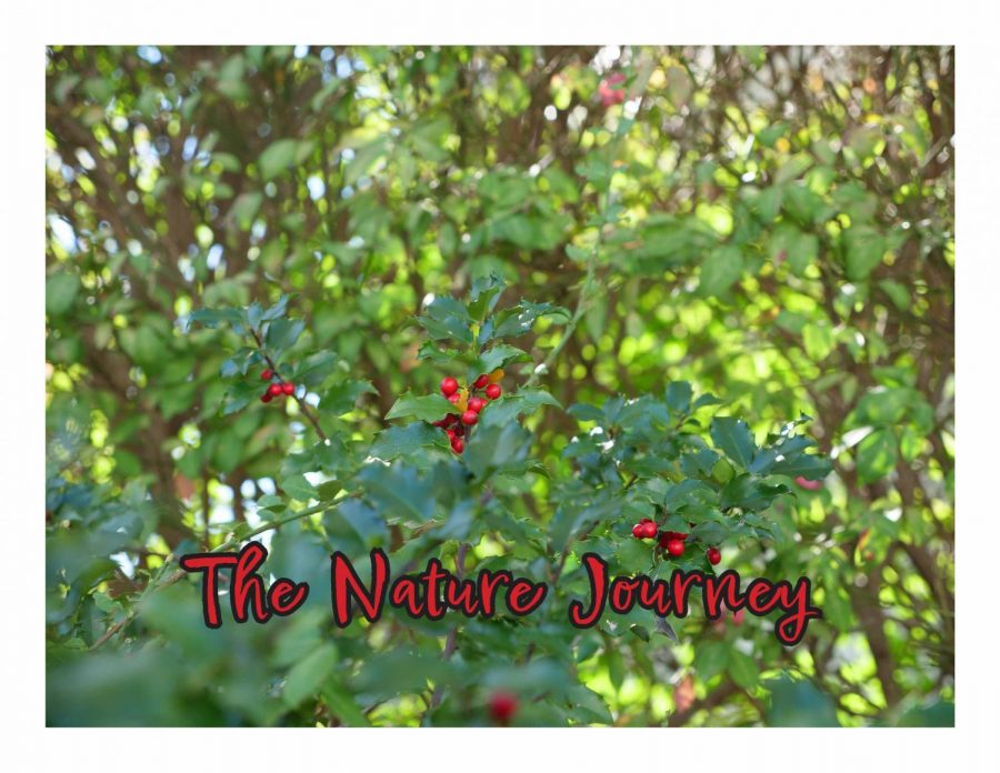 The NHS Nature Journey - Photo Essay